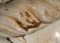 Details of gilding on the hair.