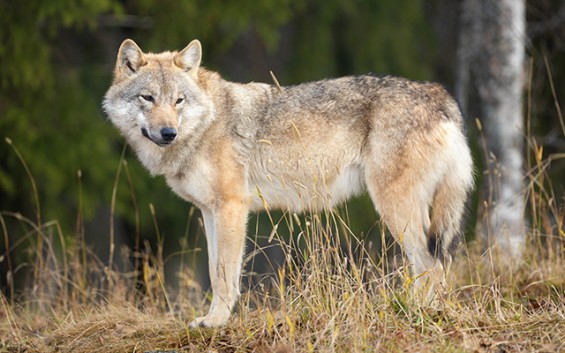 Grey Wolf - Canis Lupus