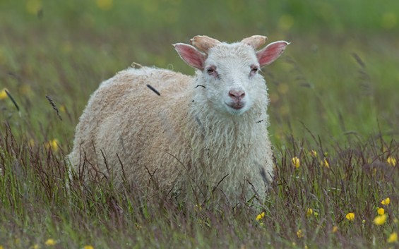 Sheep - Ovies Aries