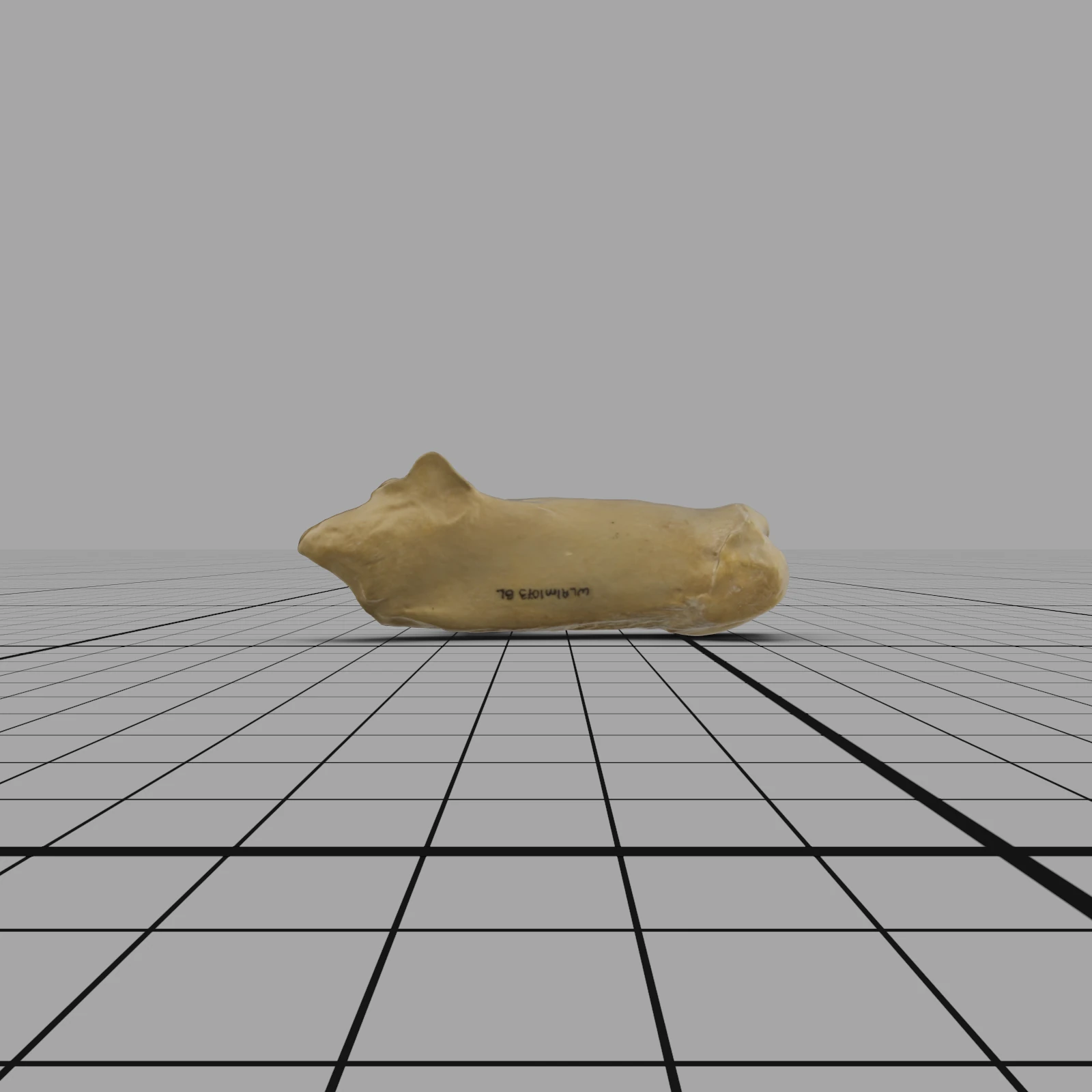 Calcaneus L