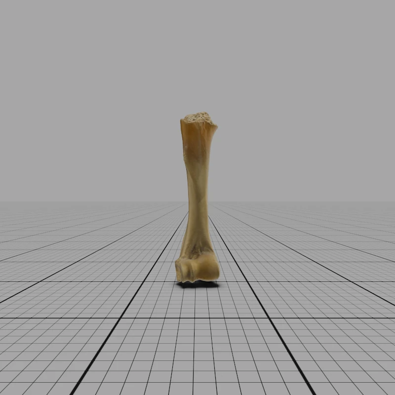 Humerus R